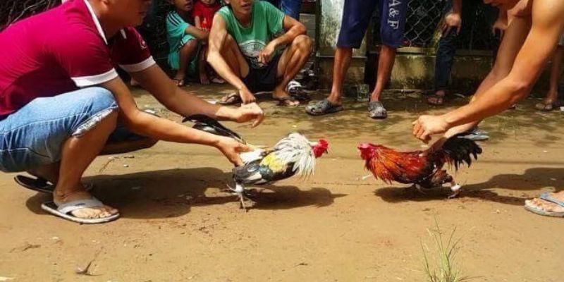 Khám phá những ưu điểm của Vb66 - Vb66
