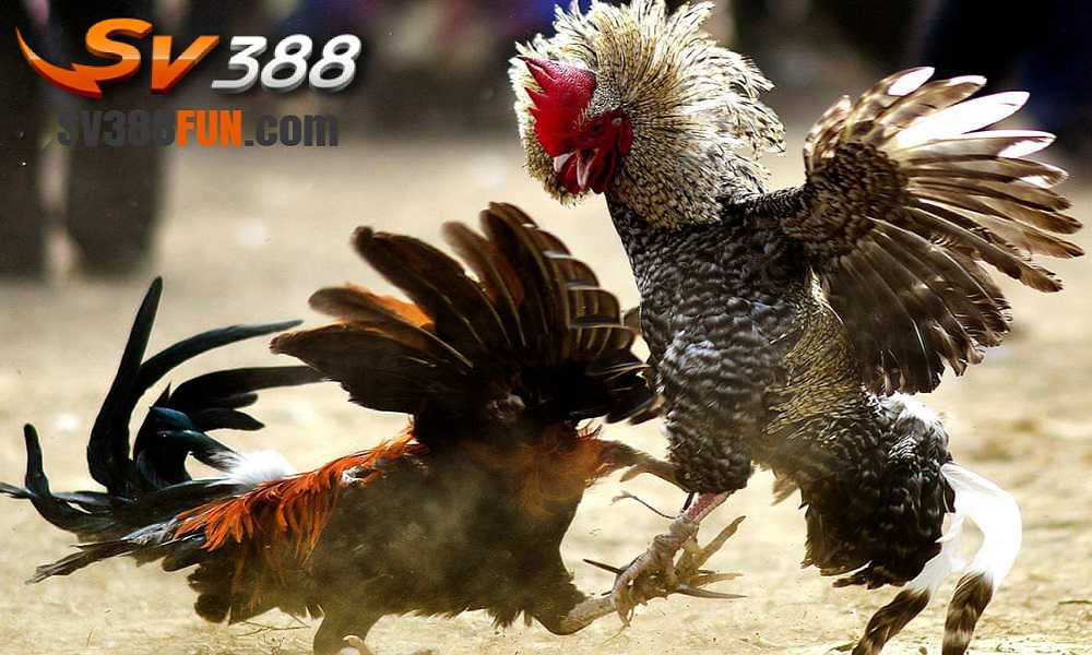 Việc tạo tài khoản với Win88 có yêu cầu thanh toán không? - Win88